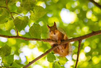 Low angle view of squirrel on tree