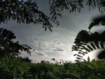 Low angle view of silhouette trees against sky