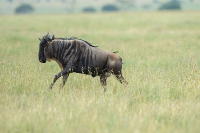 Side view of giraffe on field