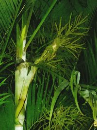 High angle view of fresh green leaf