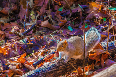 Close-up of birds on autumn leaves