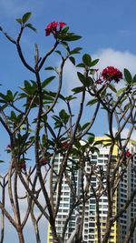 Low angle view of flower tree against sky