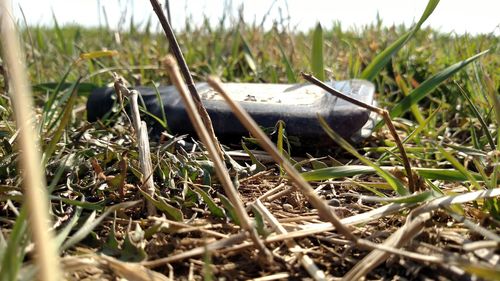 Plants growing on field