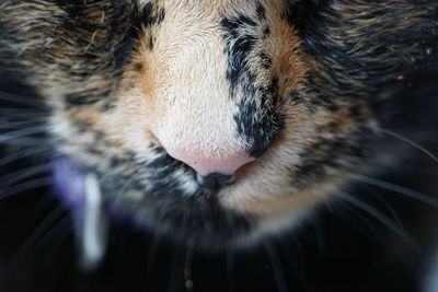 Close-up of a cat