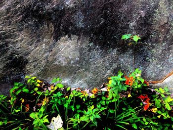 Close-up of lotus water lily