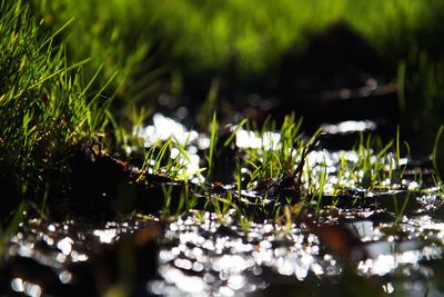 Close-up of water drops on plants