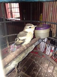 Close-up of a bird in cage