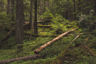 Old-growth forest near clearwater lake in wells gray provincial park