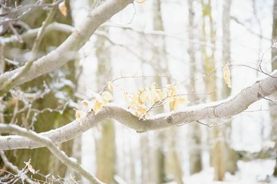 Autumn leaves of beech treeon a tree branch in winter, on blurry background of trees