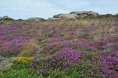 Purple flowering plants on field