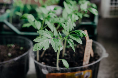 Seedlings with tomatoes at home, on the table