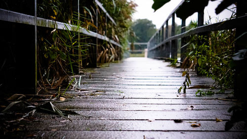 View of footpath amidst leaves