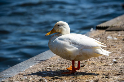 Seagull perching on a sea