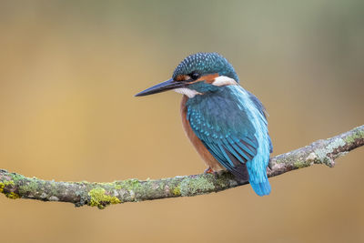 Close-up of kingfisher perching on branch