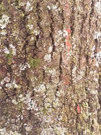 Full frame shot of tree trunk