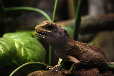 Close-up of lizard