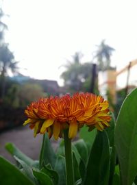 Close-up of orange flowers blooming outdoors