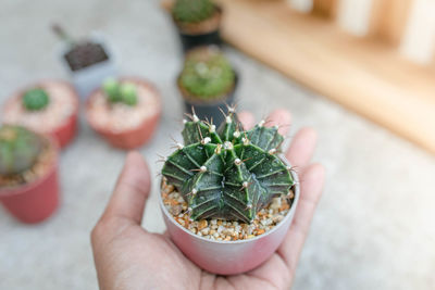 Close-up of hand holding succulent plant