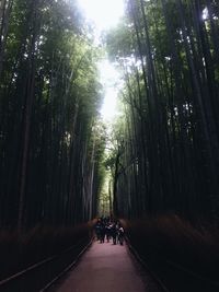 People walking on road in forest