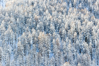 Full frame shot of pine tree during winter