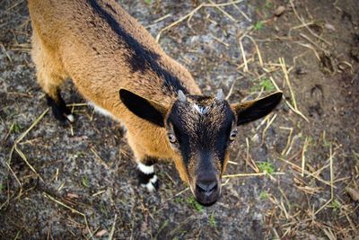 View of an animal on field