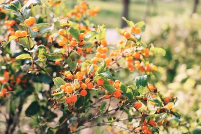 Close-up of orange fruits growing on tree