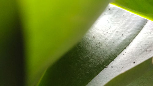 Close-up of leaf