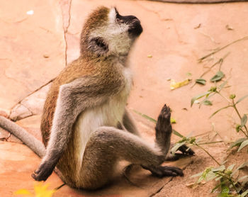 Close-up of monkey sitting on dirt road