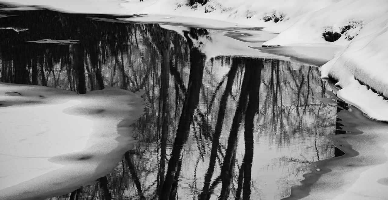 CLOSE-UP OF SNOW ON TREE