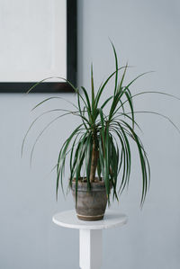 Indoor plant dracaena in a clay pot on a white table in the interior of the house