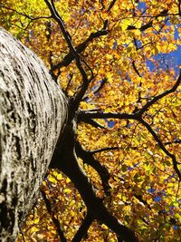 Low angle view of flower tree