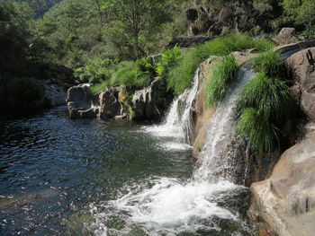 Scenic view of waterfall in forest