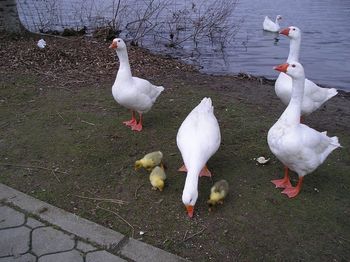 Bird on white background