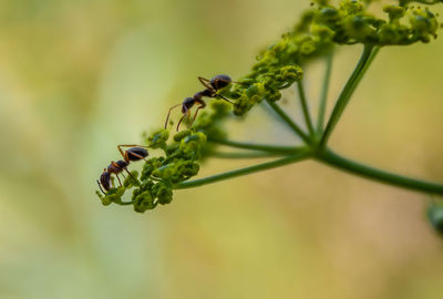 Close-up of insect on flower