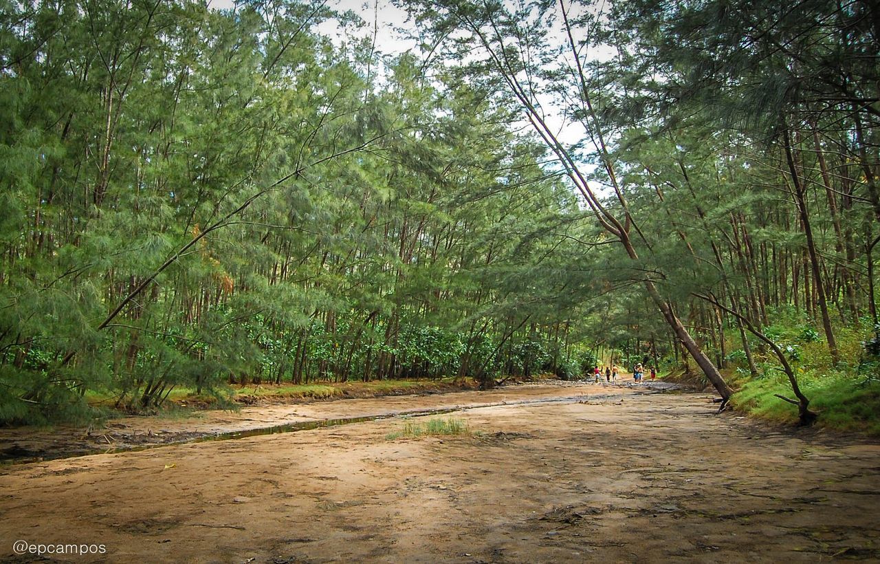 VIEW OF TREES IN PARK