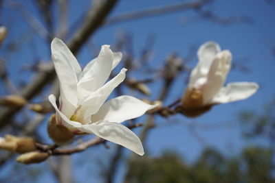 Close-up of white flowers blooming