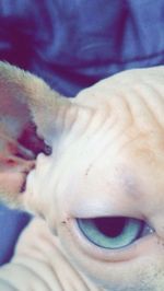 Close-up of a cat sleeping on bed