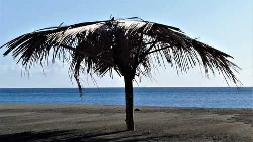 Close-up of palm tree on beach against clear sky