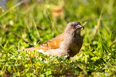 Close-up of bird perching on grass