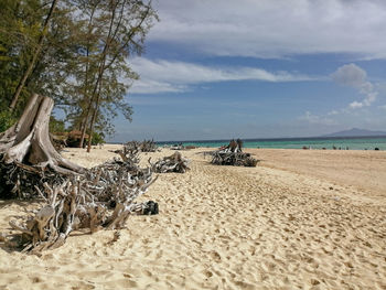Driftwood on beach against sky