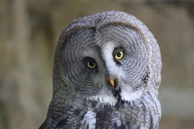 Portrait of great gray owl