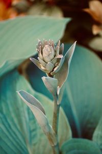 Close-up of flowering plant