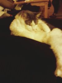 Close-up of cat resting