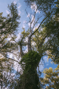 Low angle view of trees in forest