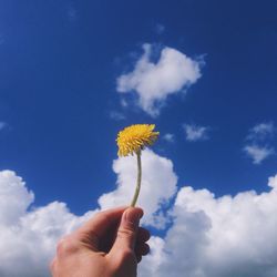 Close-up of dandelion flower against clear sky