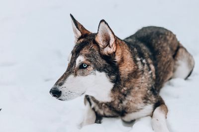 High angle view of dog looking away in snow