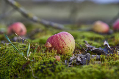 Close-up of mushroom growing on field