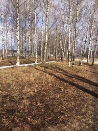 Bare trees in forest during autumn