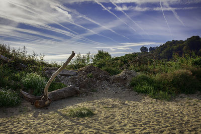 Plants growing on land against sky