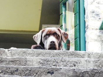 Close-up portrait of dog looking at camera